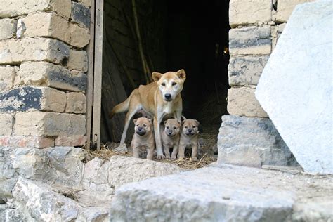 Zoo perros. Things To Know About Zoo perros. 